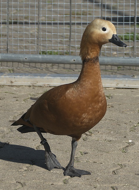 这项计划预